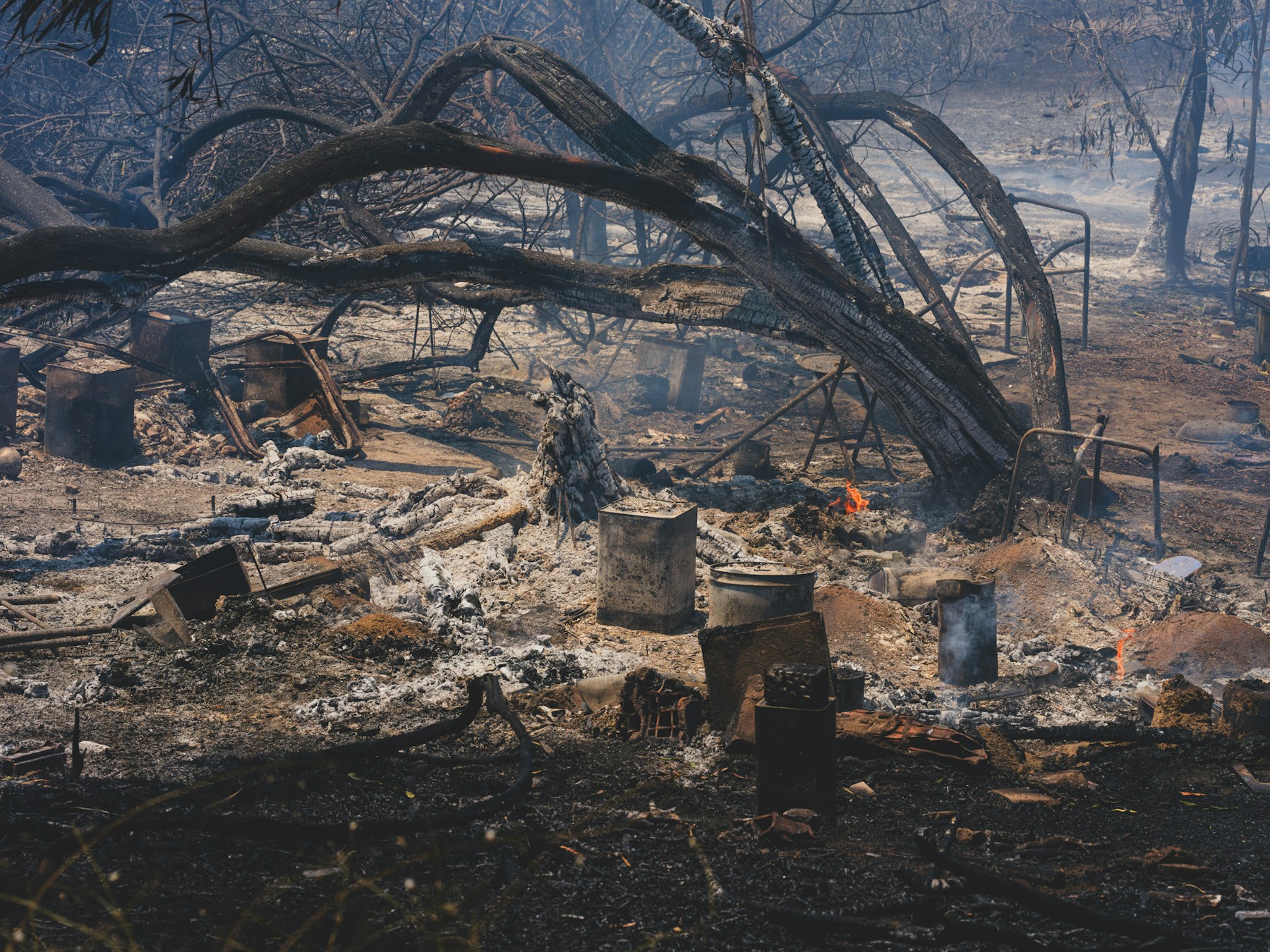 Burned trees, ash and residual smoke after a destructive forest fire
