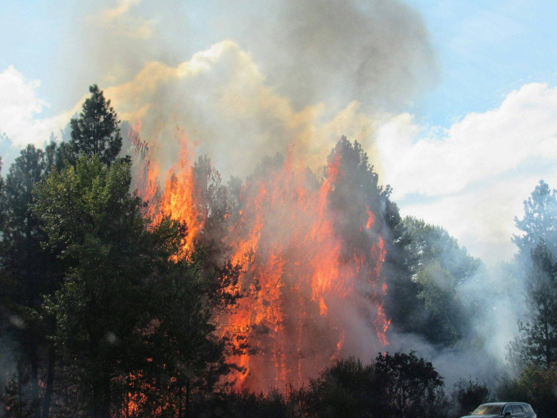 Flames and heavy smoke moving through trees during a forest fire