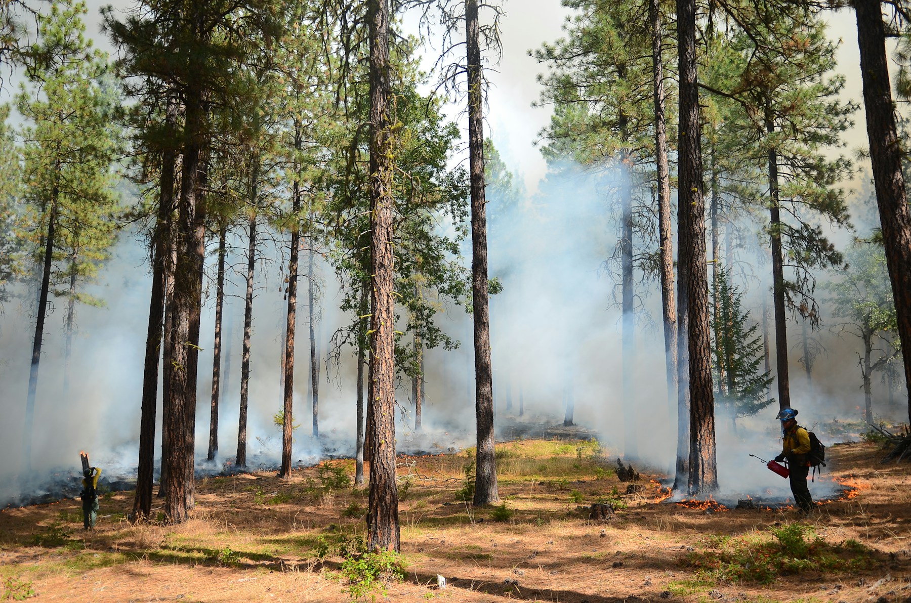 Wildland firefighters working among smoke and small flames in a pine forest